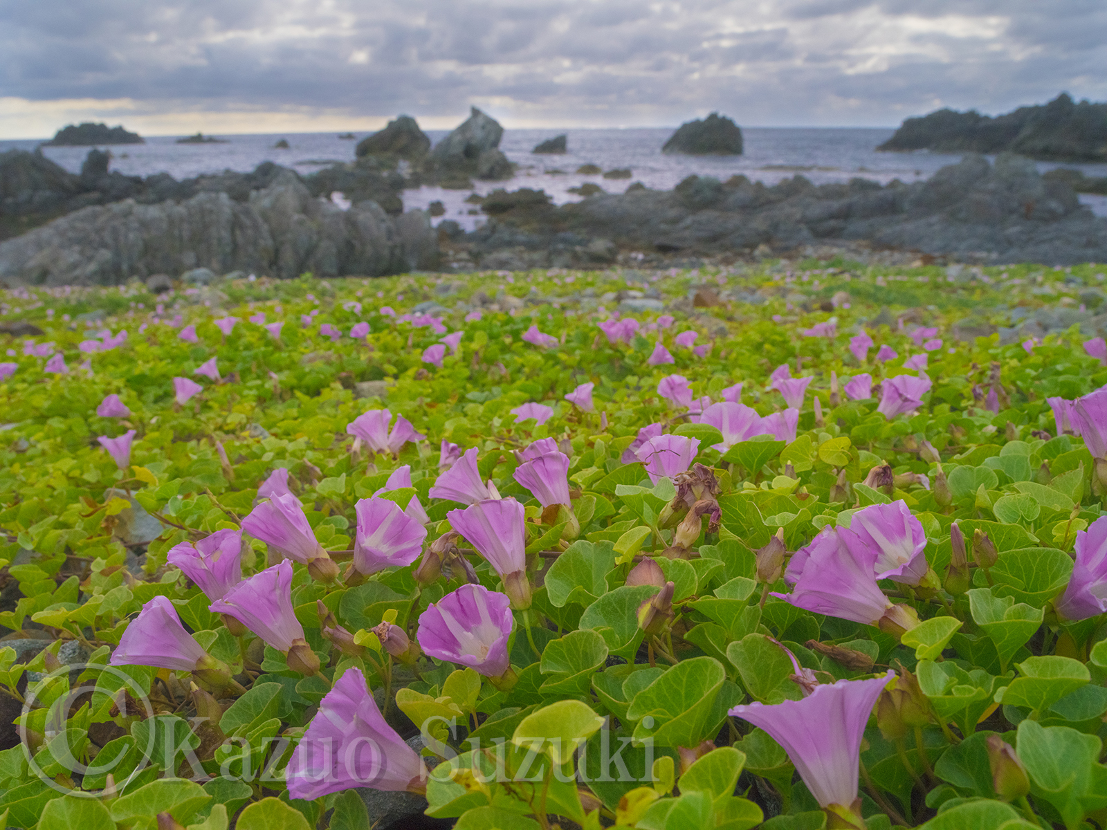 June Beach Morning Glory