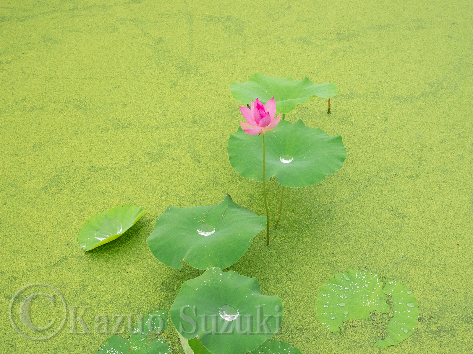 July Lotus
