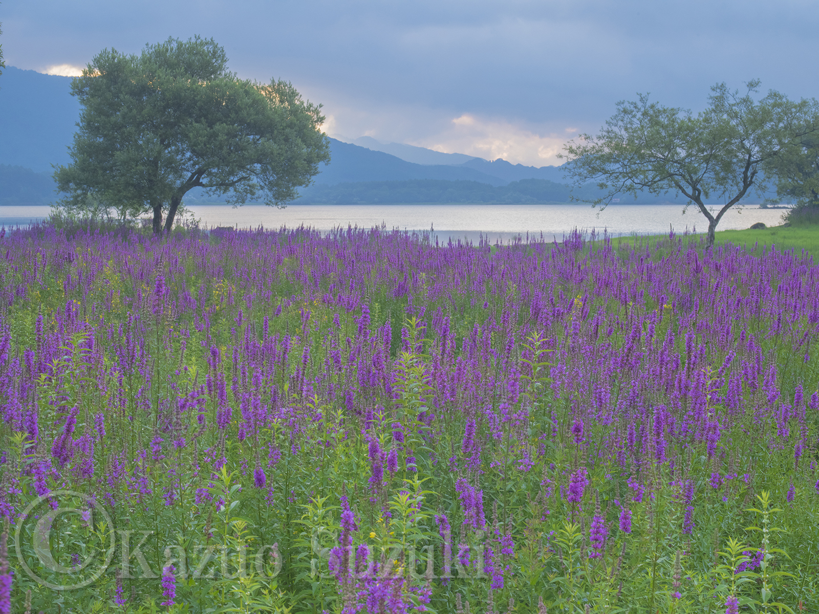 August Purple Loosestrife