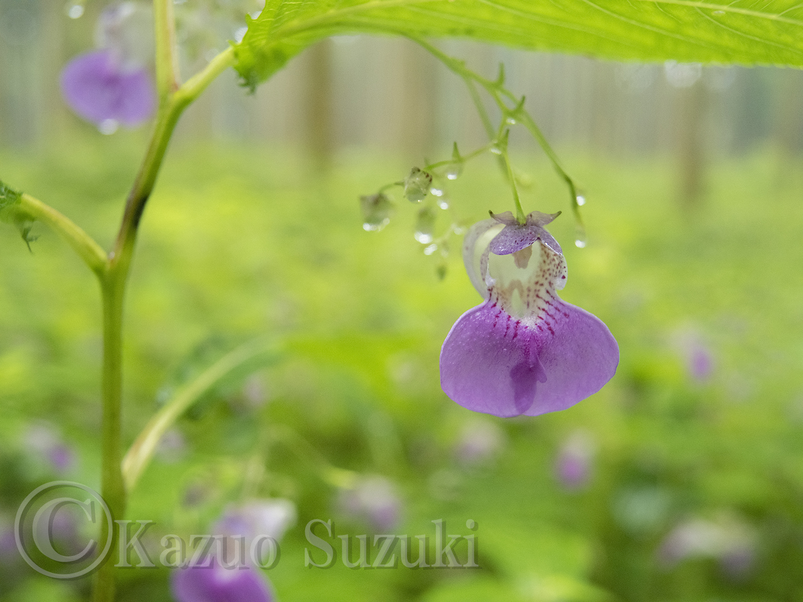 September Touch-me-not