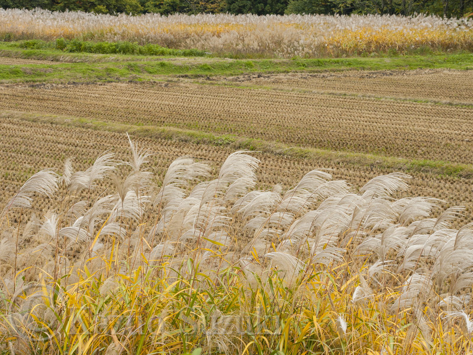 October Japanese Pampas Grass
