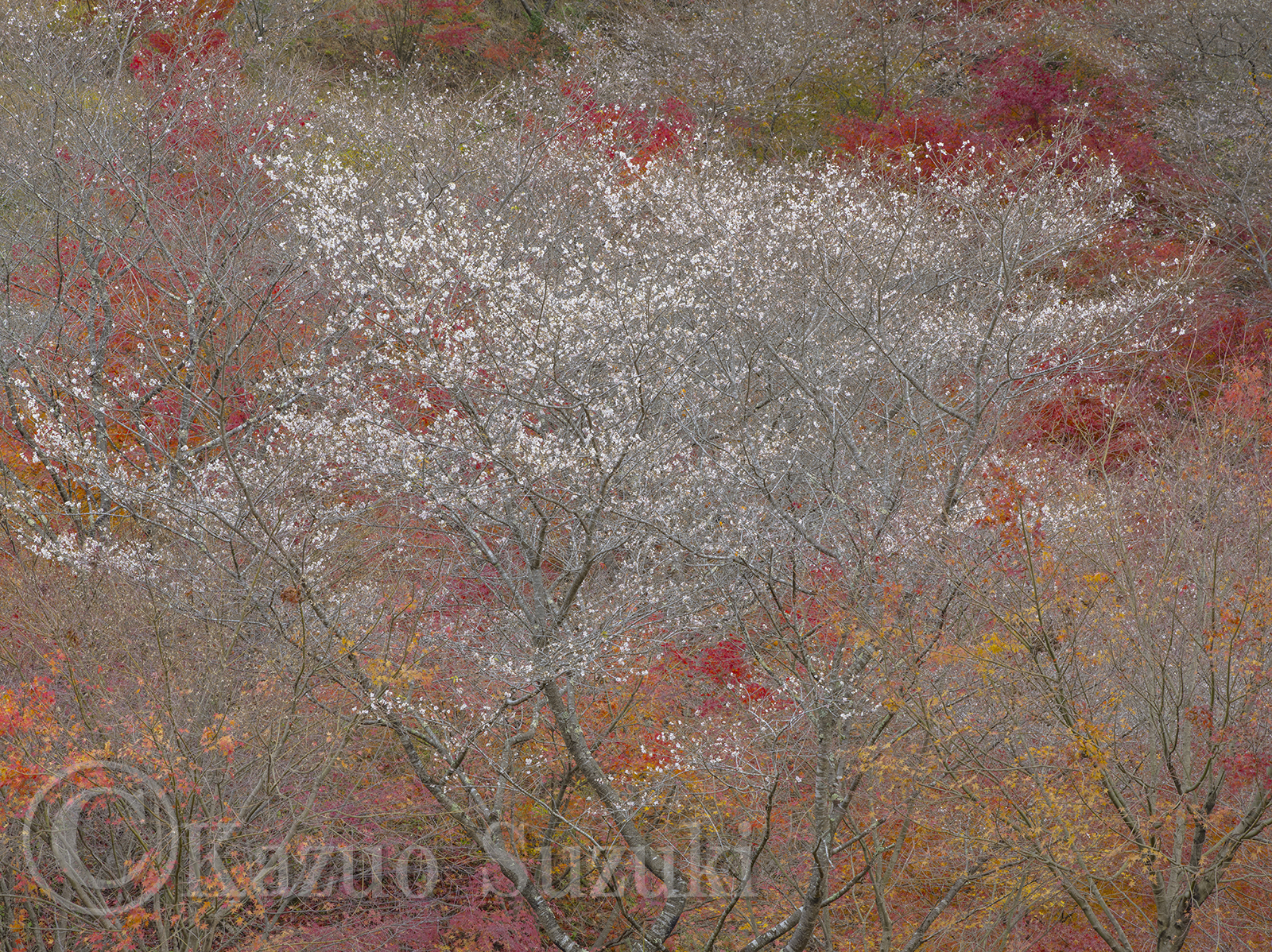 November Shikizakura