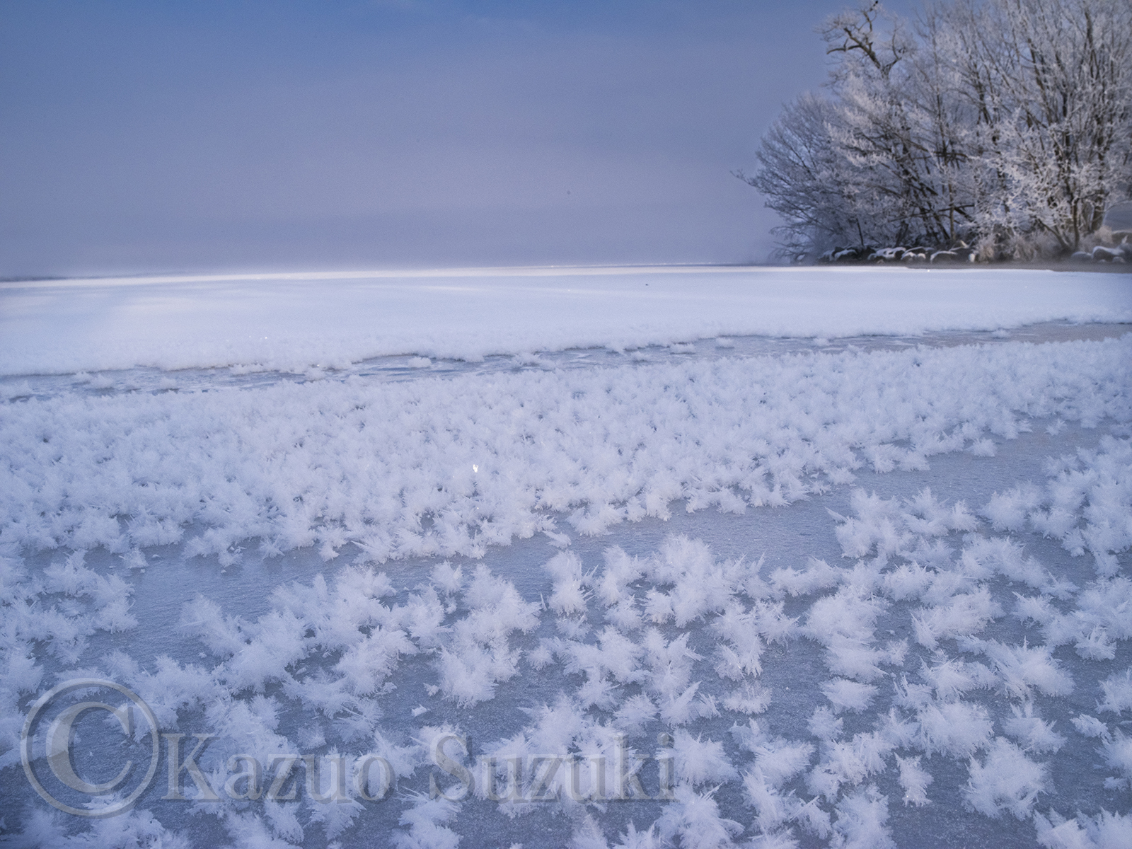 December Frost Flowers