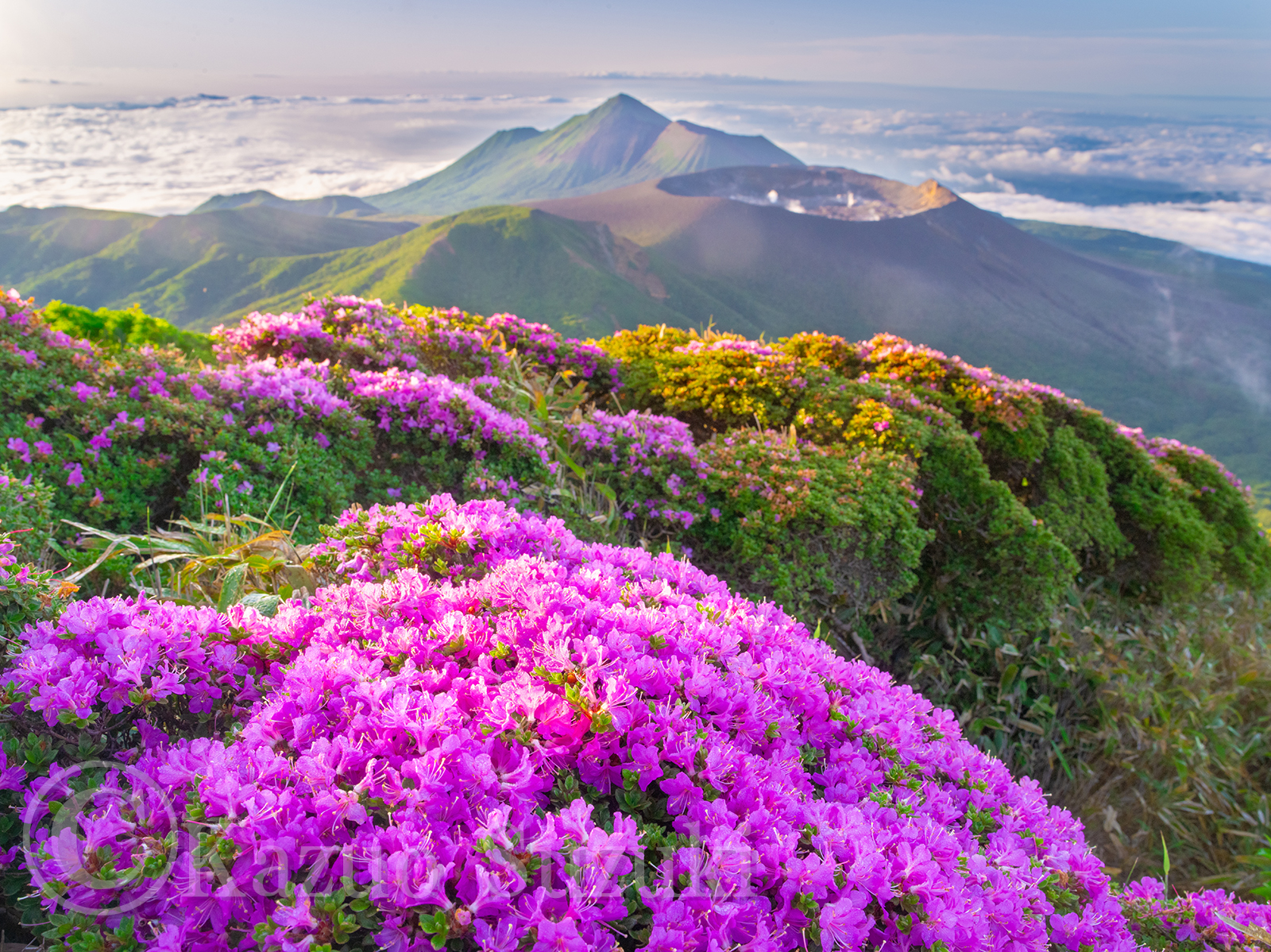 May Kyushu Azalea