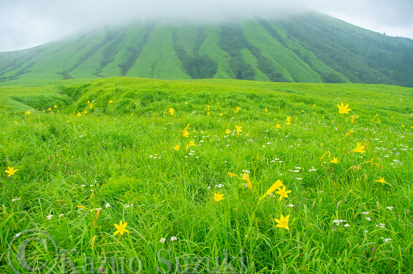 August Evening Daylily