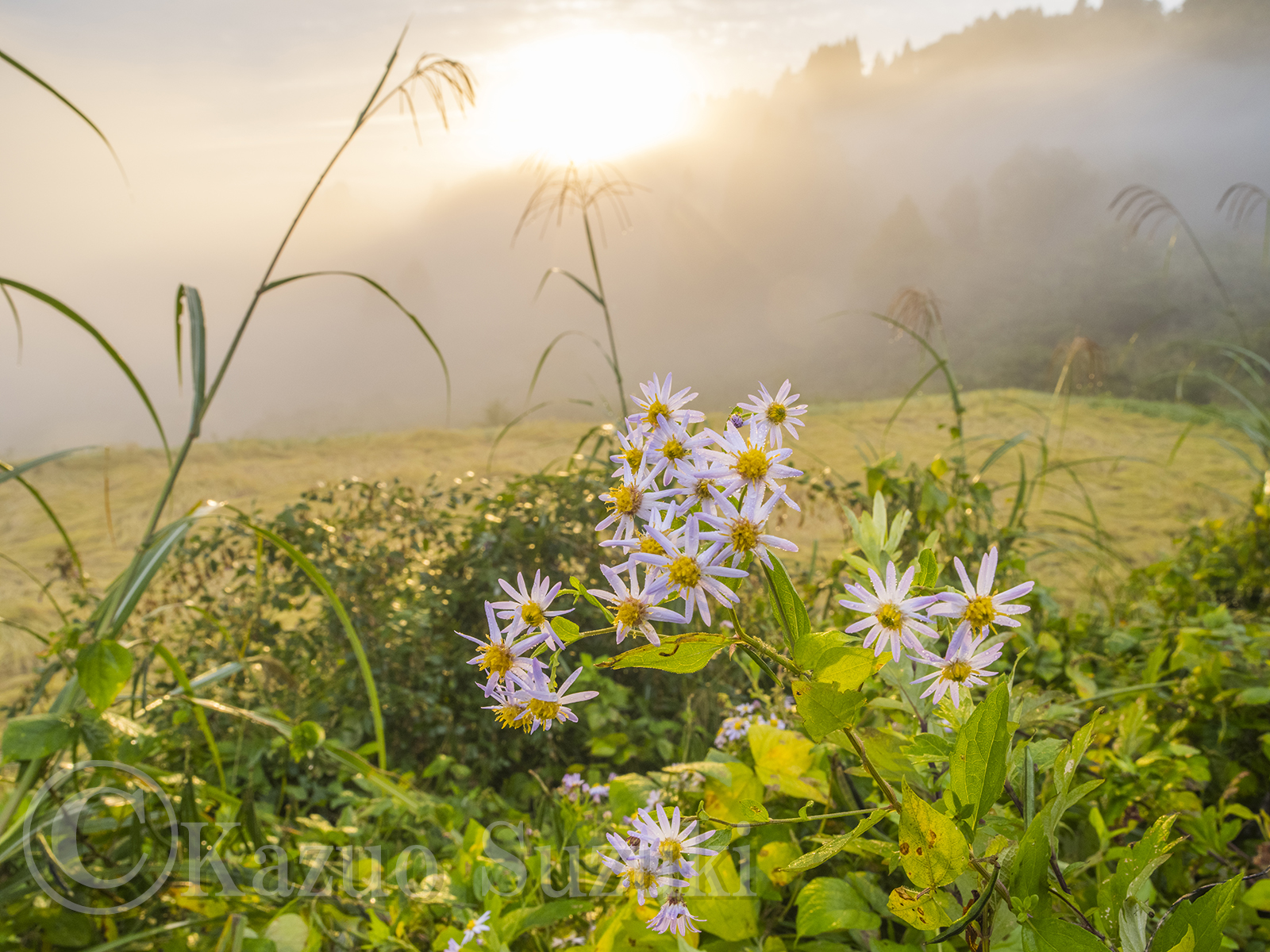 October Nokon-giku Aster
