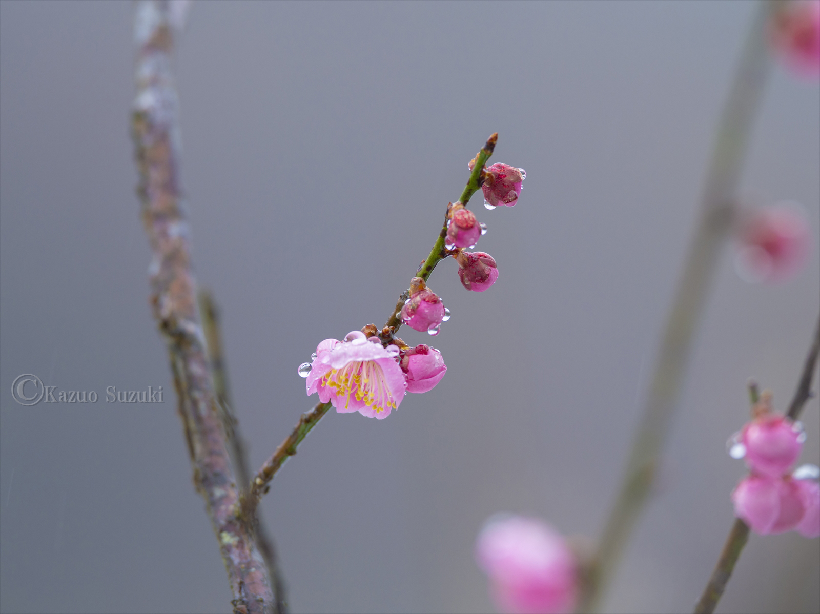 February Plum