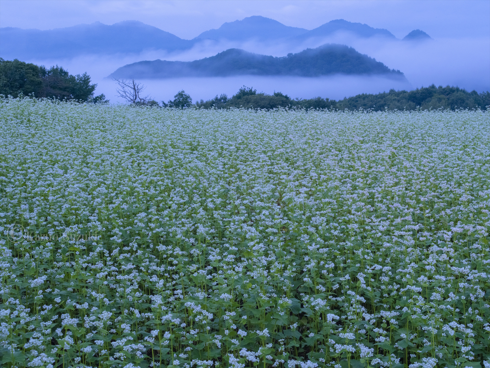 September Buckwheat