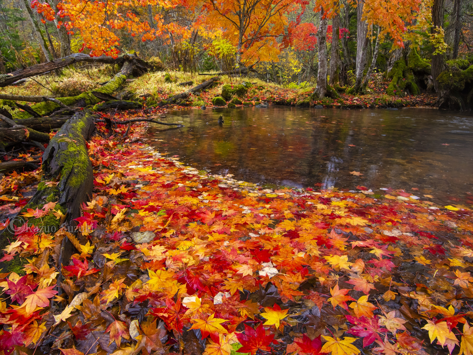 October Autumn Leaves