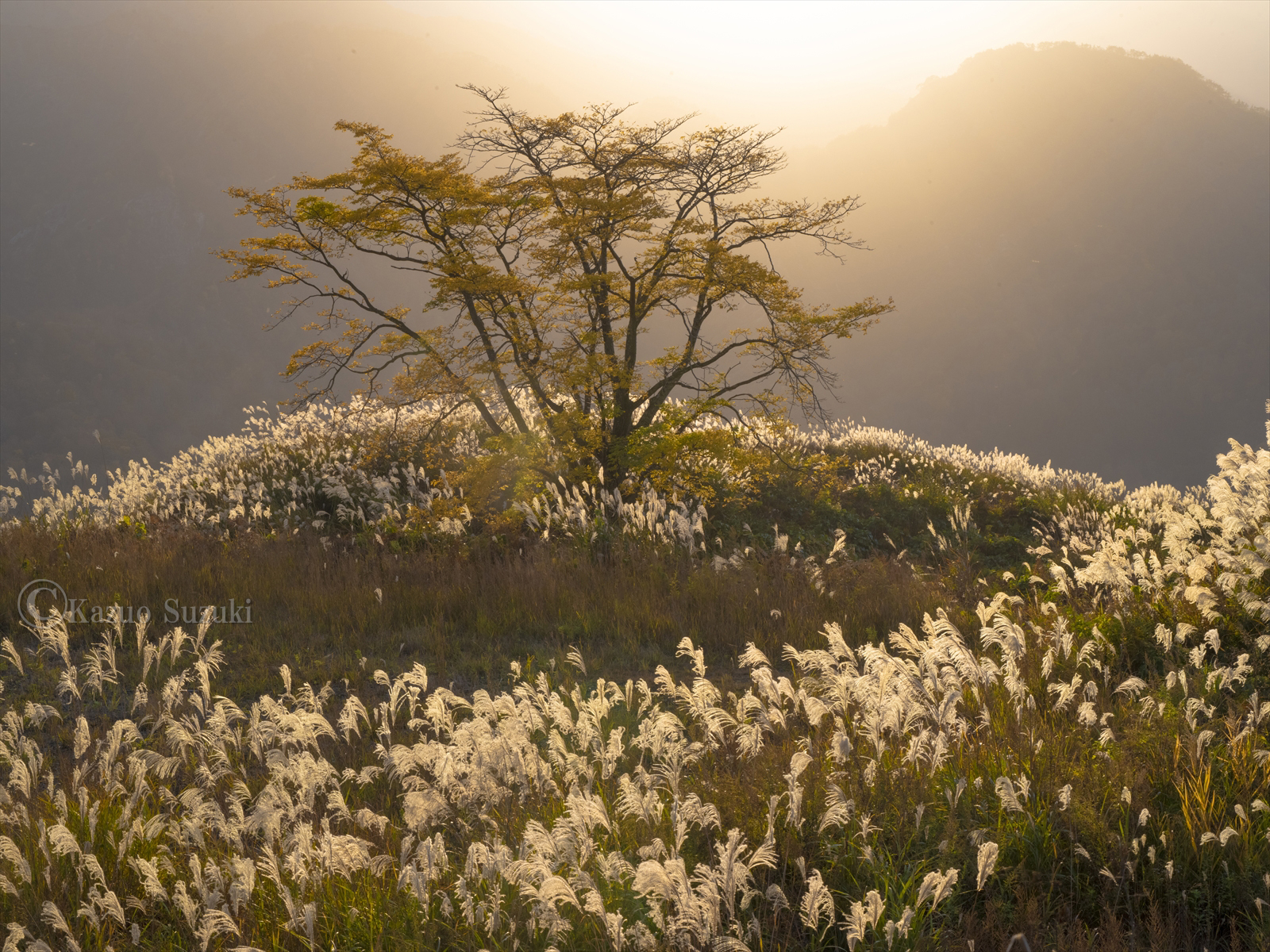 November Amur Corktree and Pampas Grass