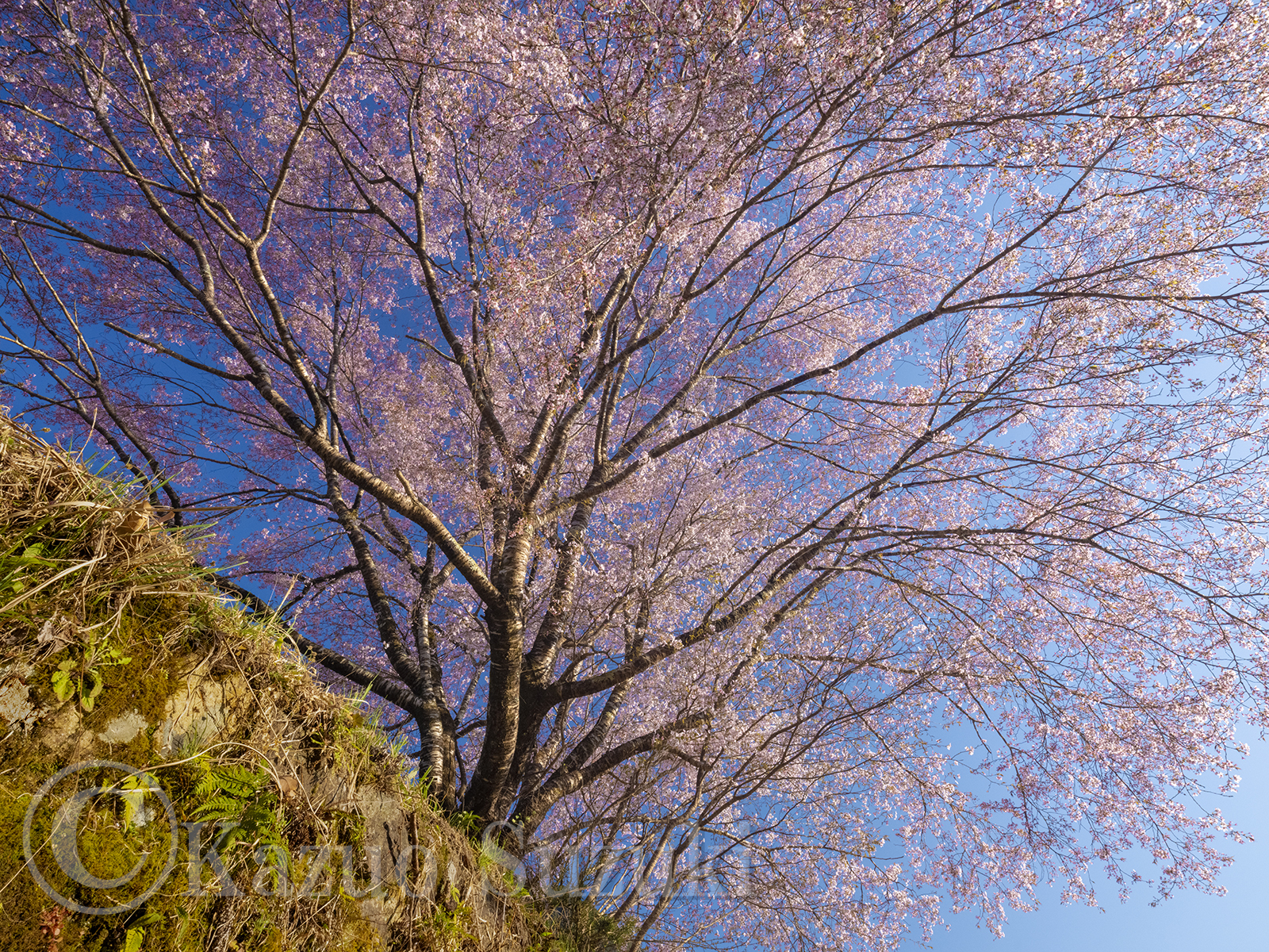 March Kumano-zakura