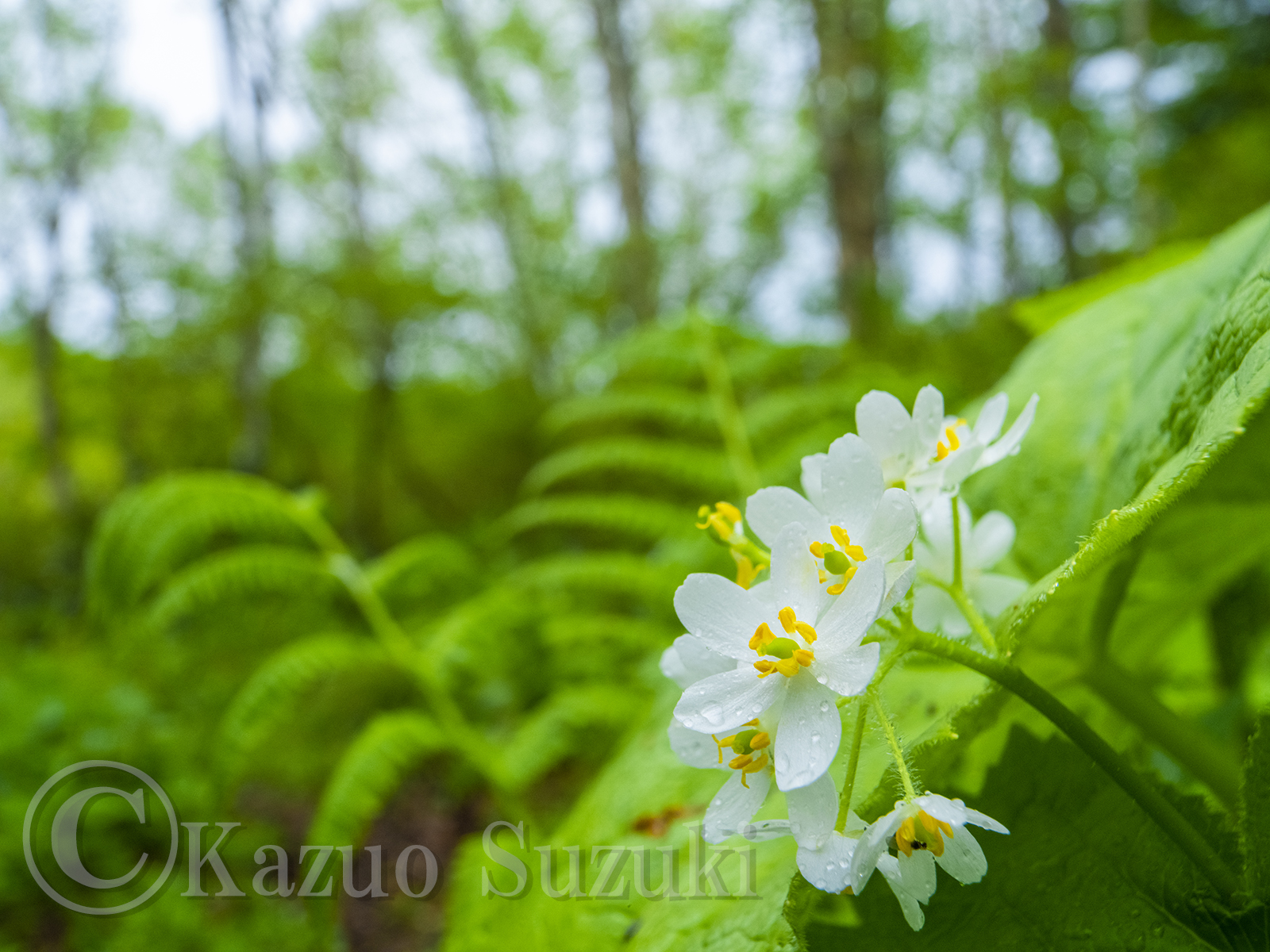 June Diphylleia grayi