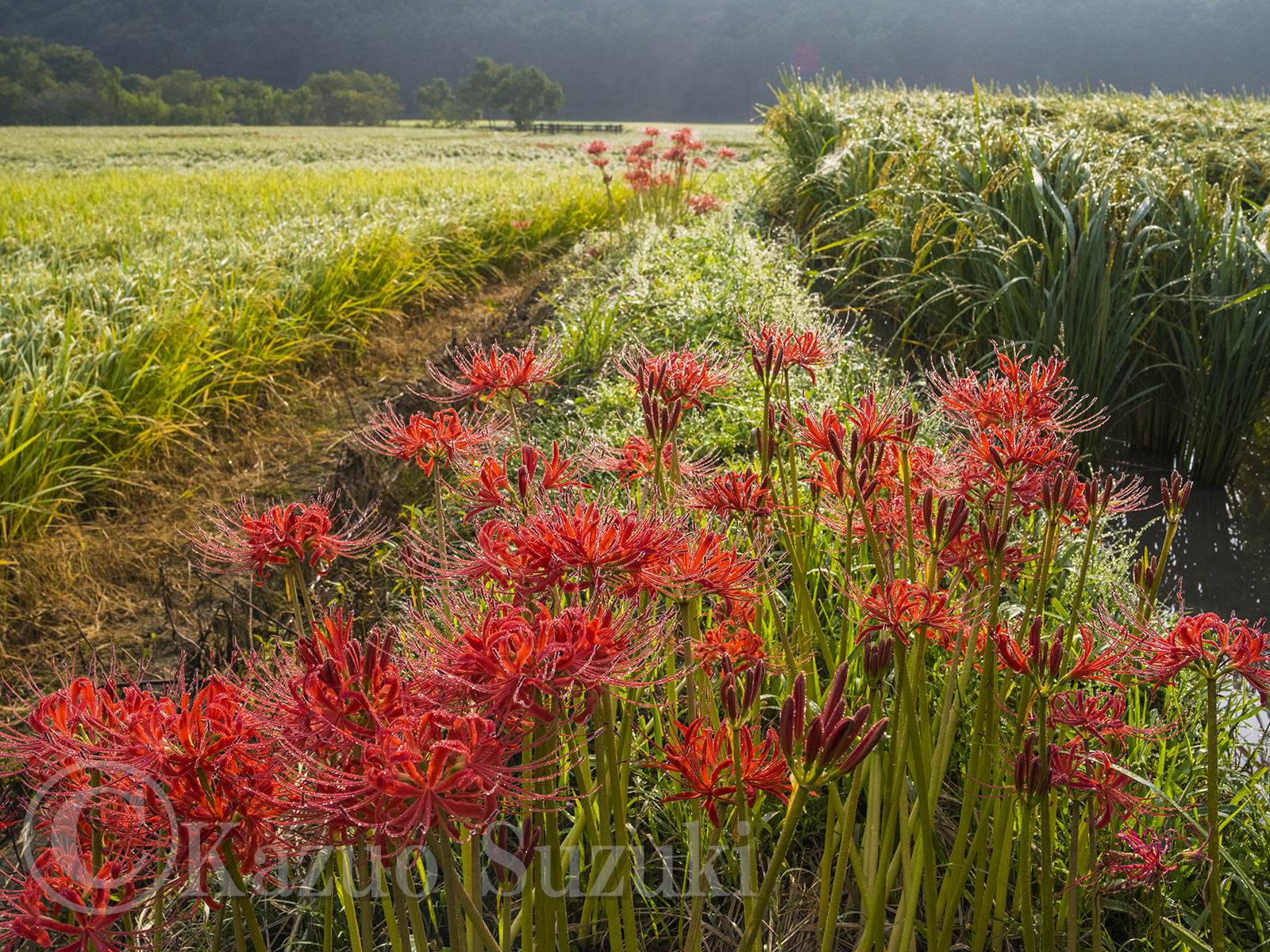 September Red Spider Lily