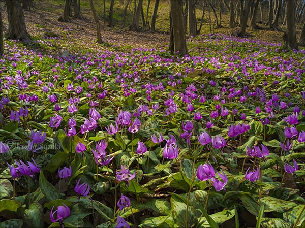 March Dogtooth Violet