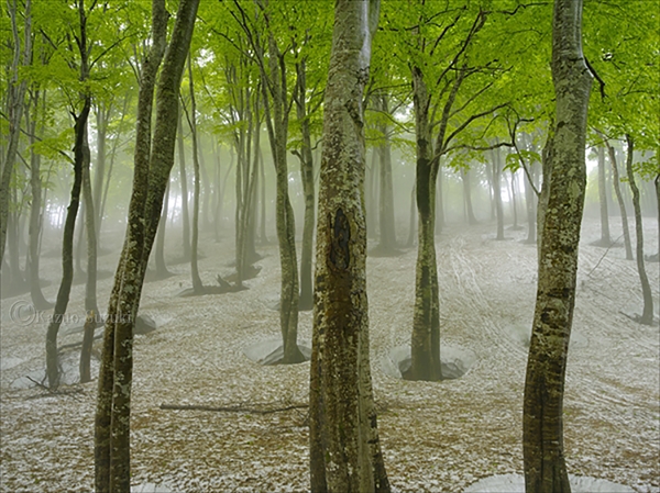May Beech Trees after Snowmelt
