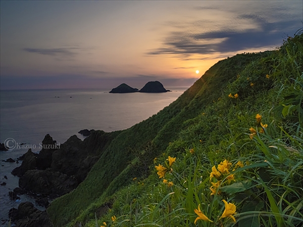 June Tobishima Daylily