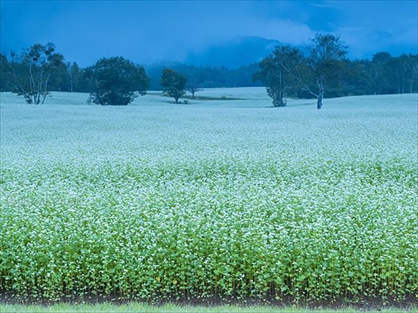 September Buckwheat Fields