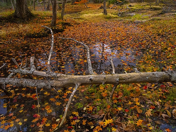 October Maple Leaves