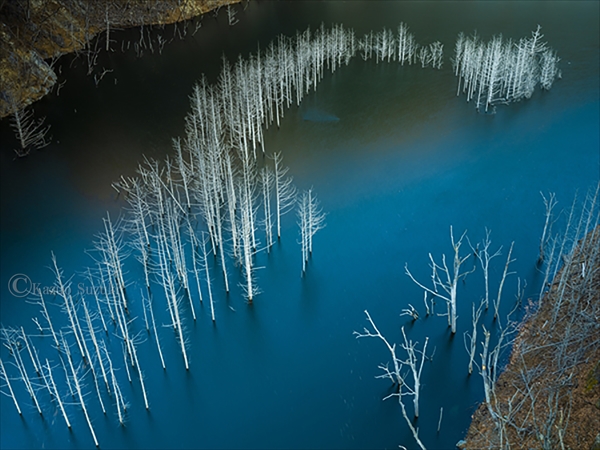 December Group of Withered Trees