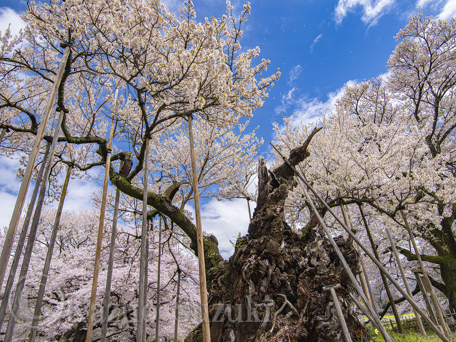 4月 エドヒガン
