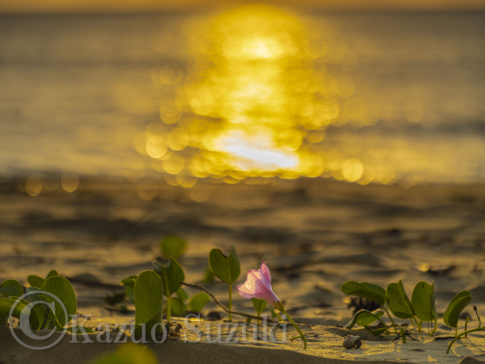 9月 グンバイヒルガオ