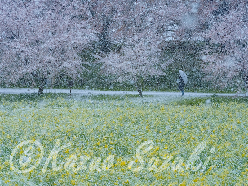 3月 ソメイヨシノとナノハナ