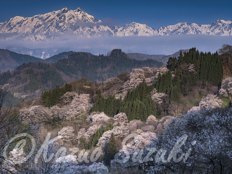 4月 ヤマザクラ