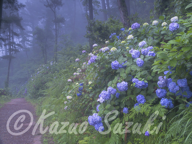 6月 アジサイ