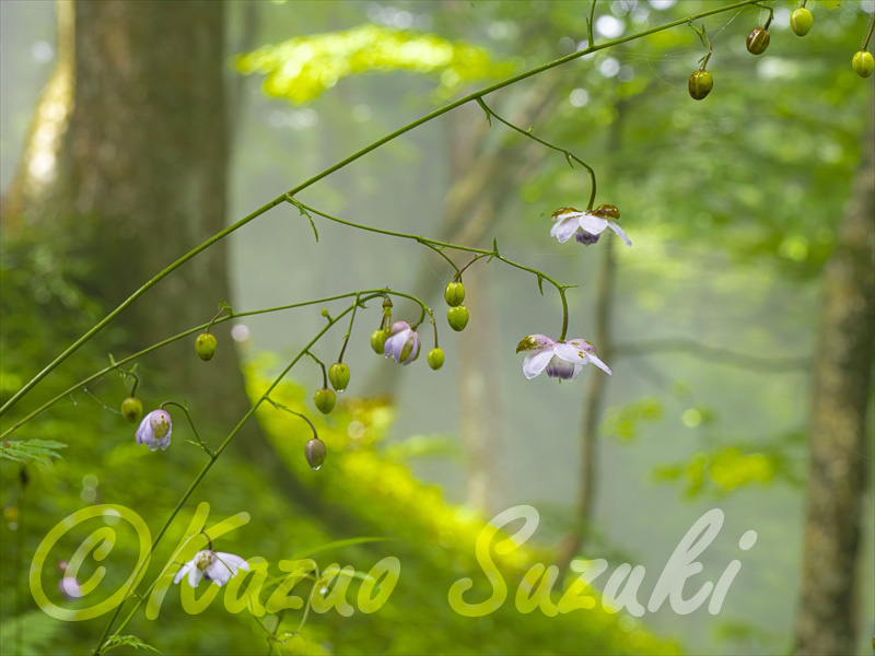 8月 レンゲショウマ