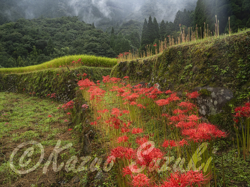 9月 ヒガンバナ