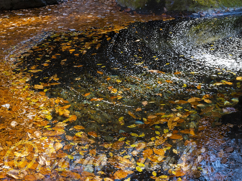 11月 滝壺の落葉