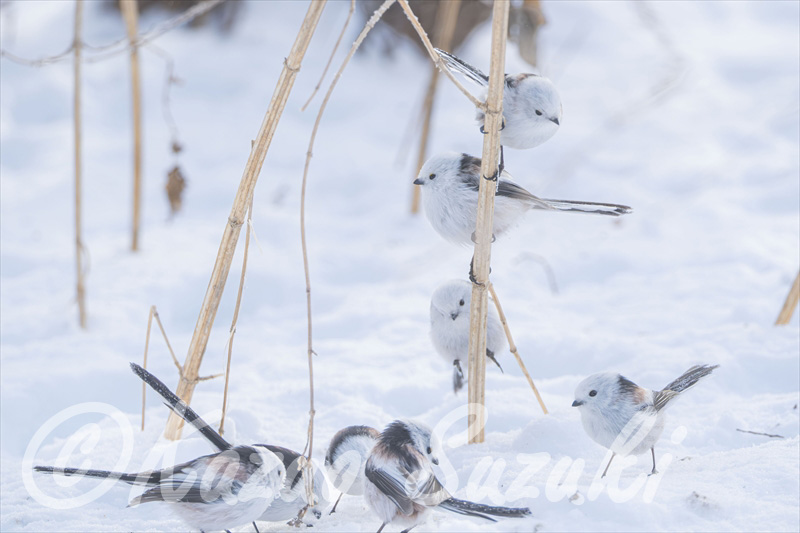 2月 シマエナガ