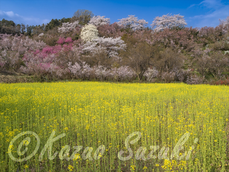 3月 ナノハナと花々