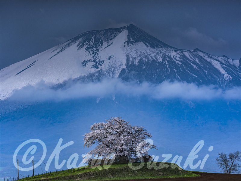 4月 ソメイヨシノ