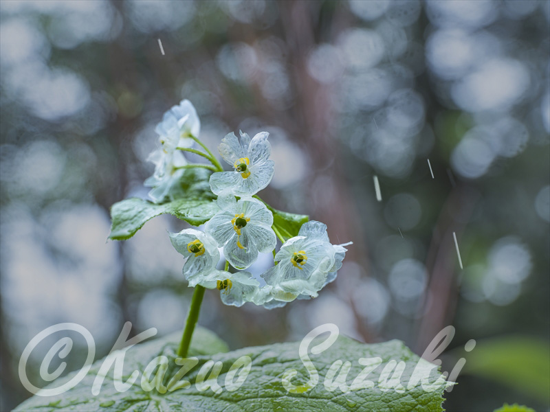 6月 サンカヨウ