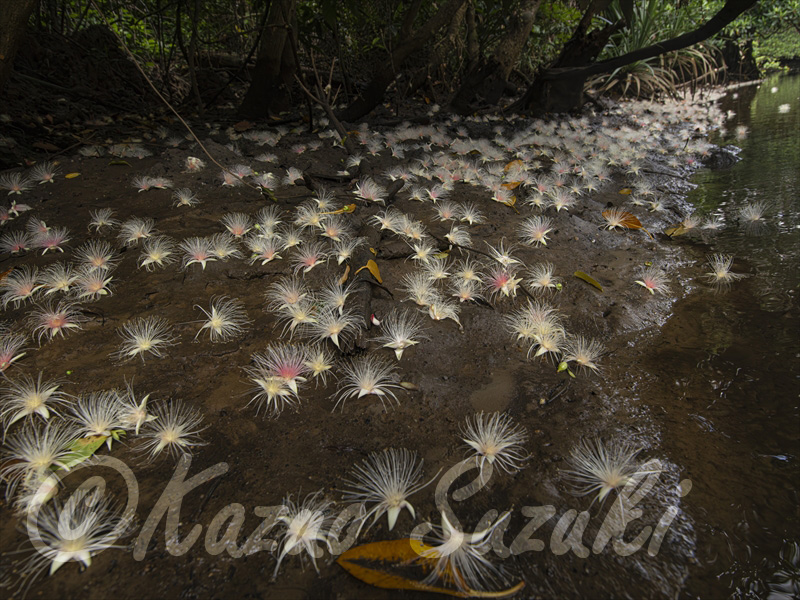 7月 サガリバナ