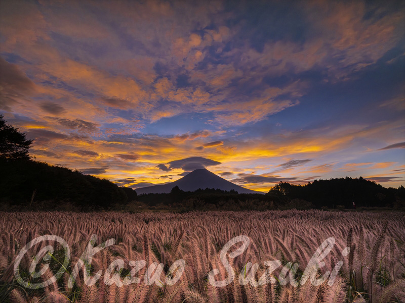 9月 チカラシバ