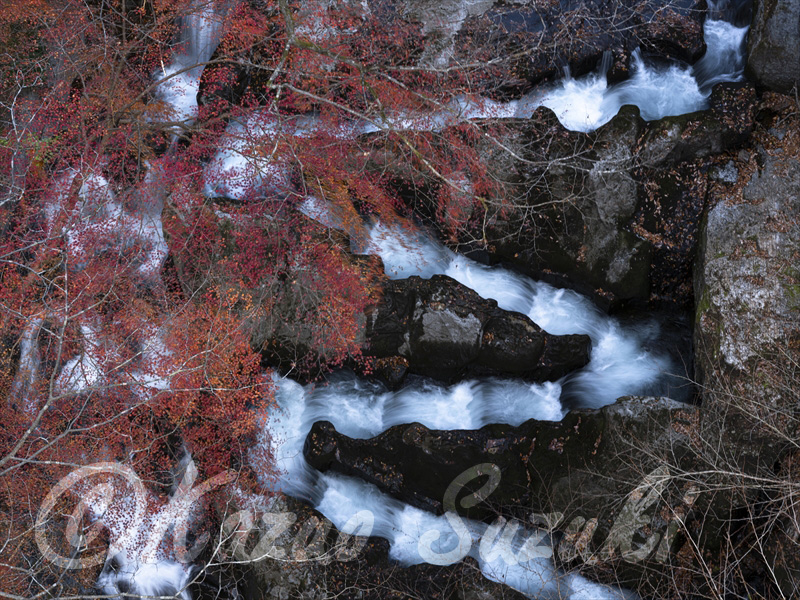 11月 モミジと魚道