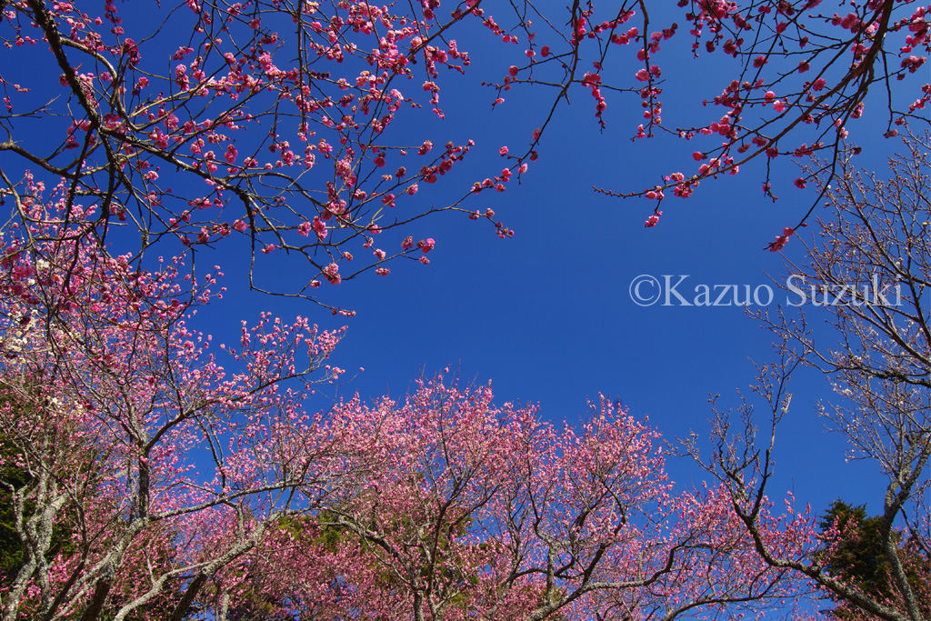 Plum Blossom