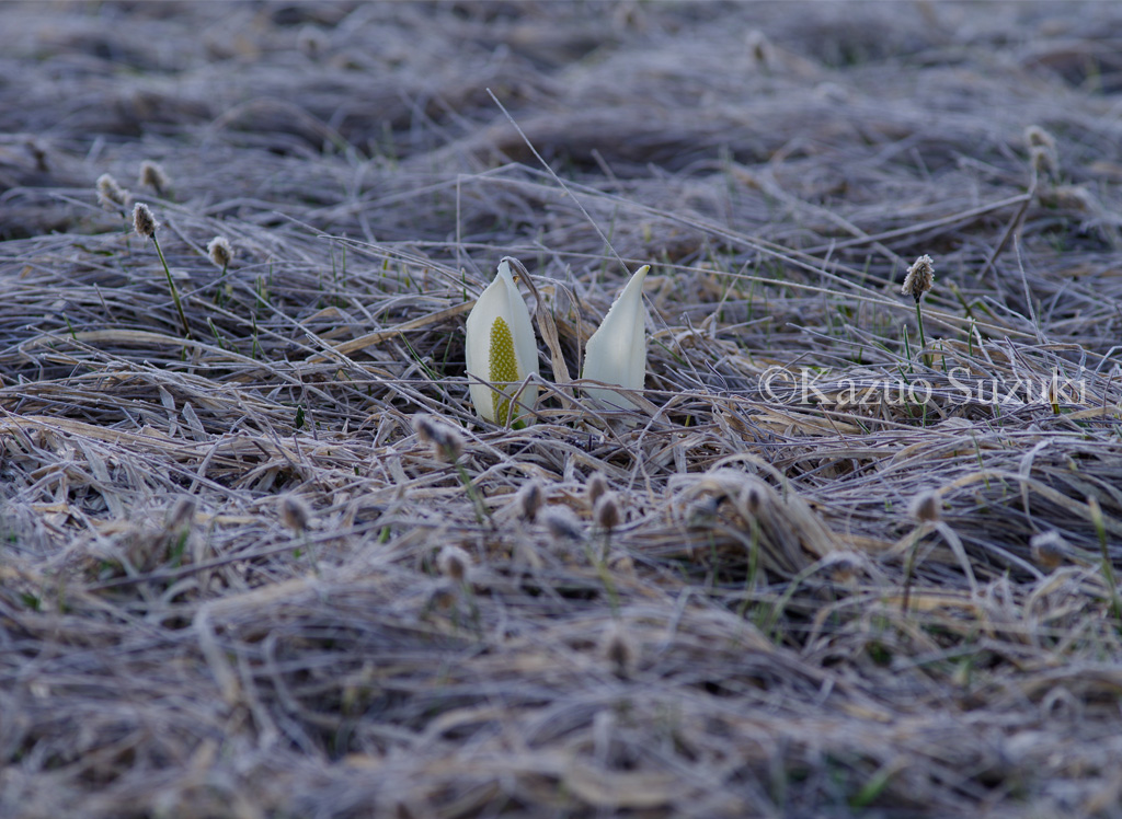 Asian Skunk Cabbage