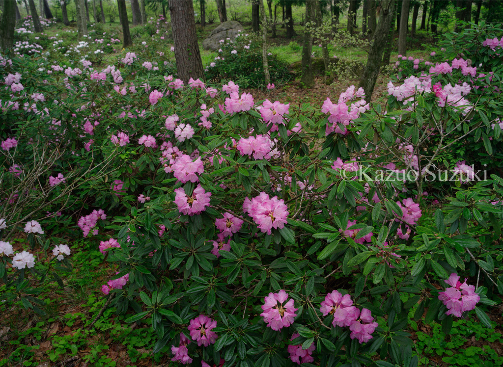 Rhododendron