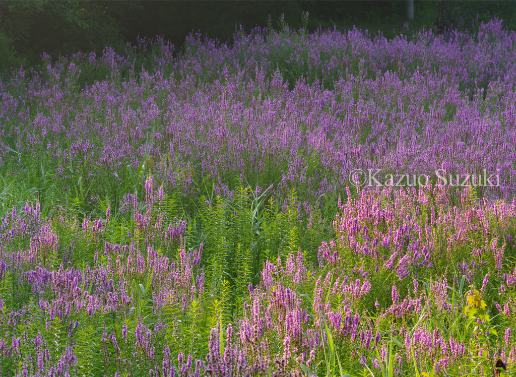 Purple Loosestrife