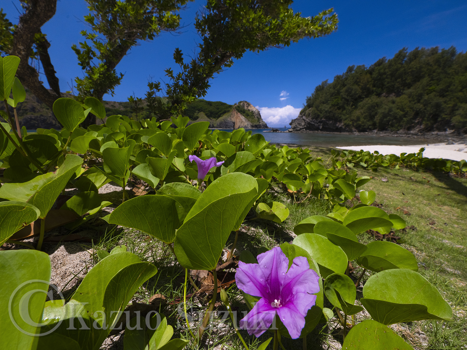 Beach Morning Glory