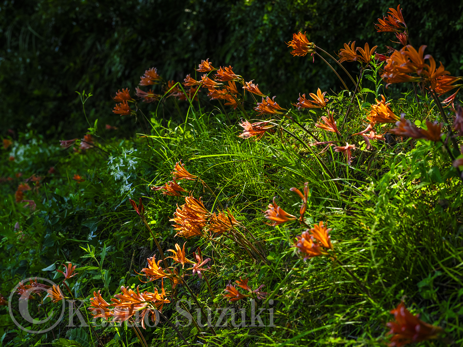 Orange Spider Lily