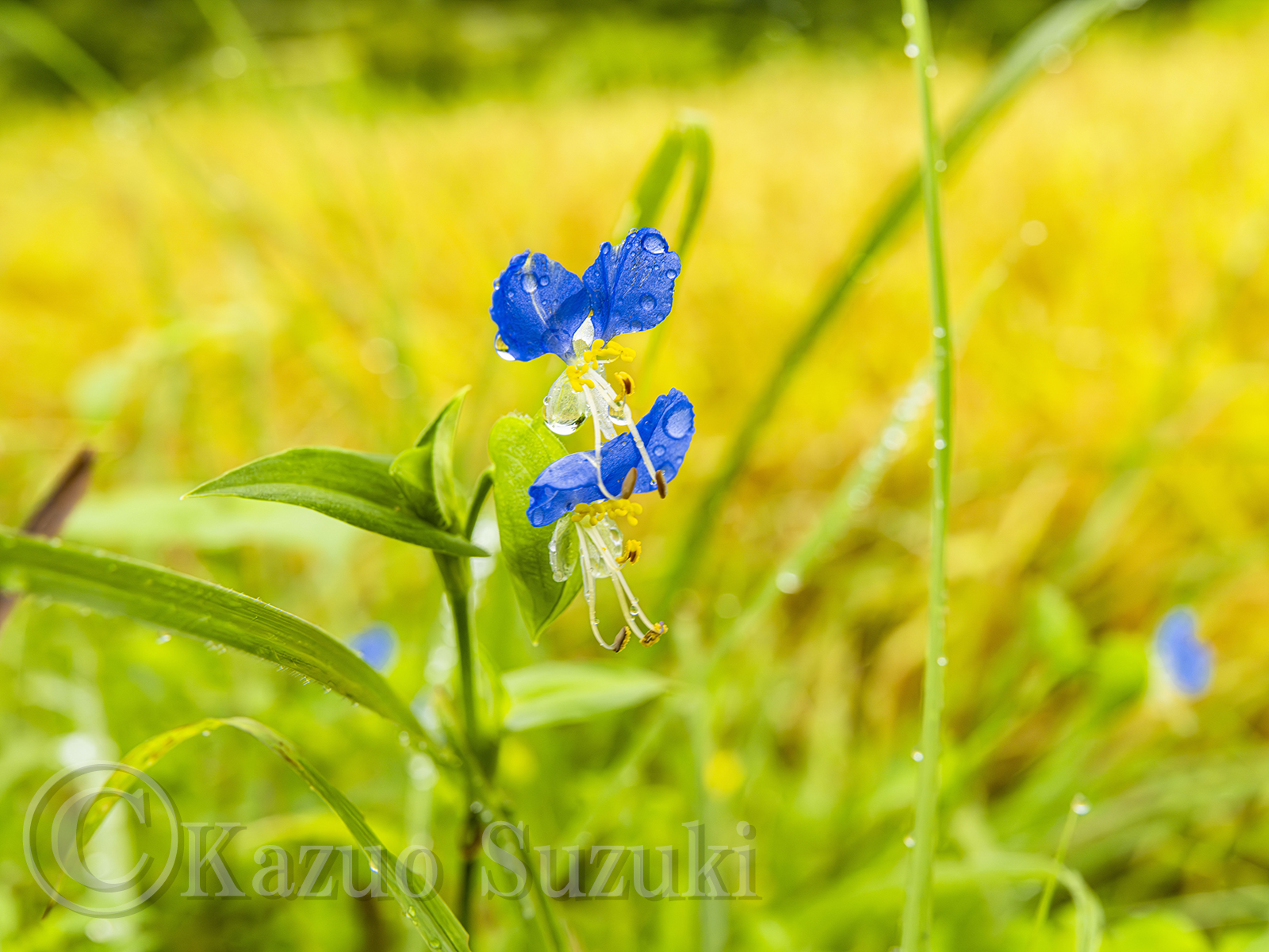 Asiatic Dayflower