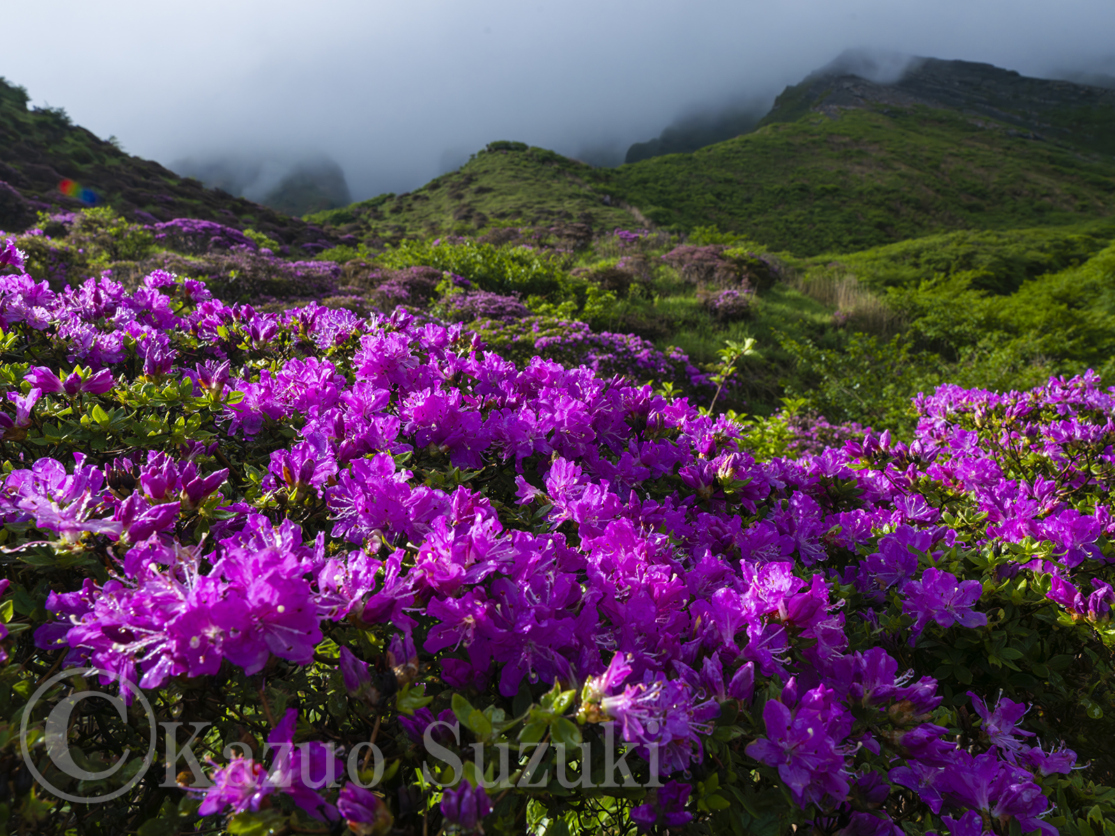 Kyushu Azalea