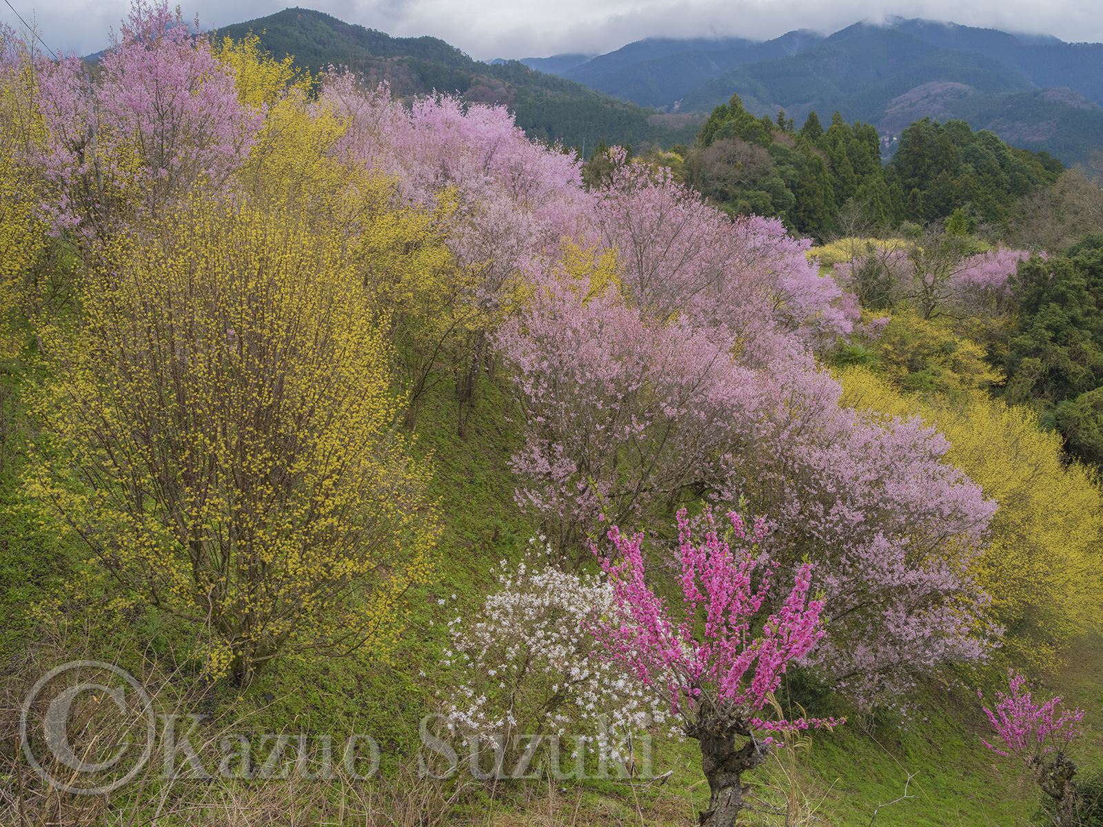 Cornelian Cherry, Cherry, Magnolia