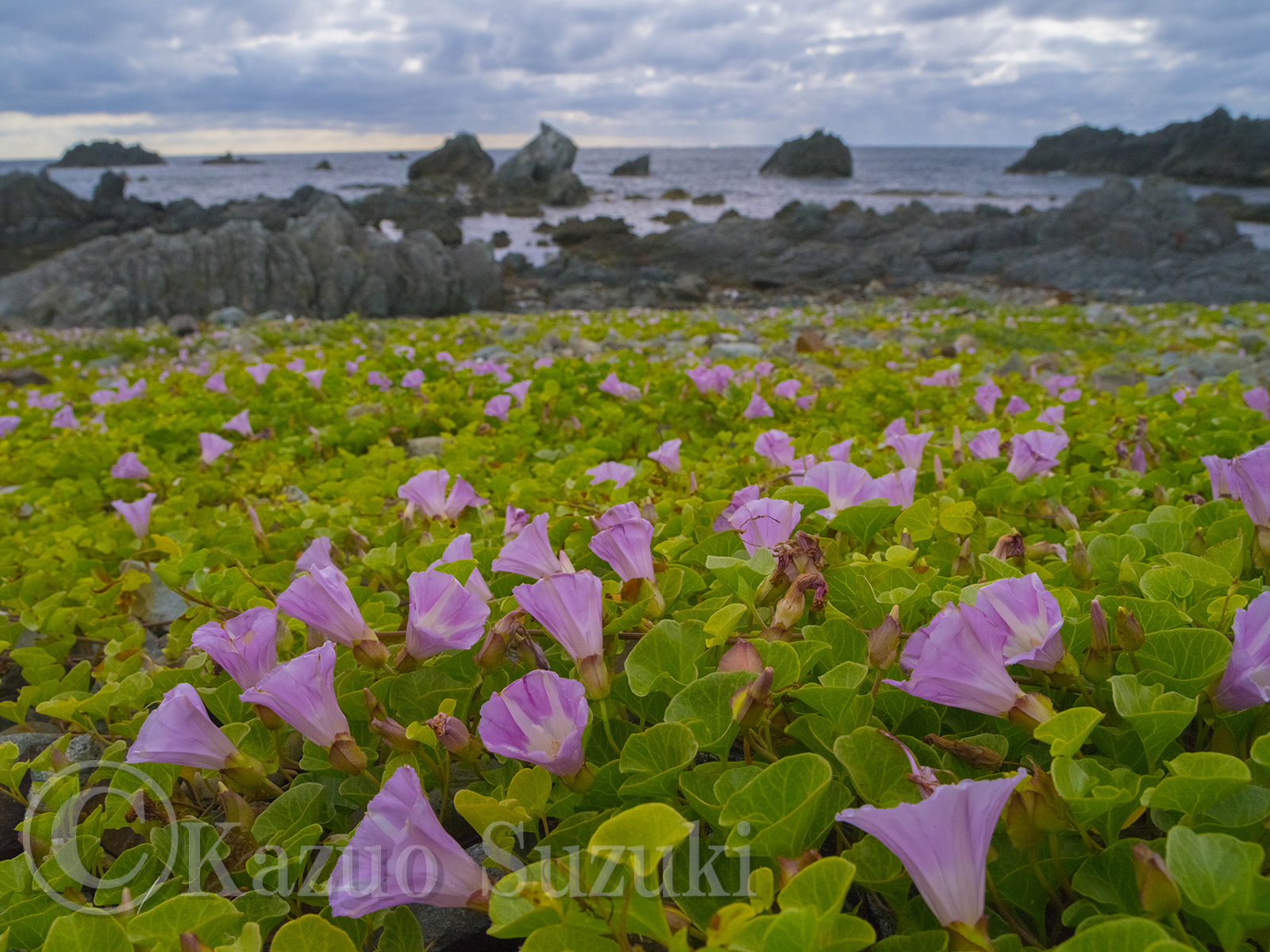 Beach Morning Glory