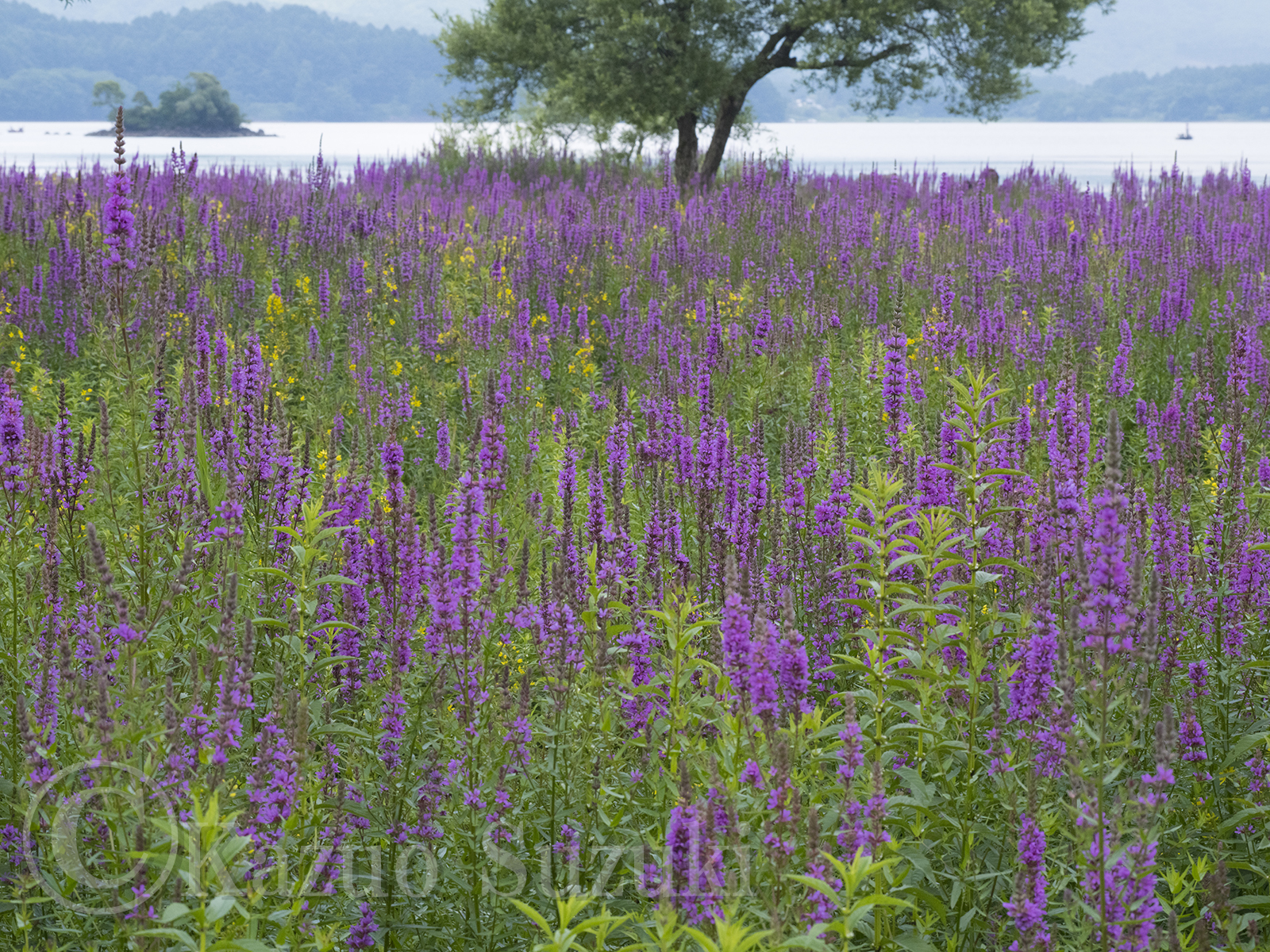 Purple Loosestrife