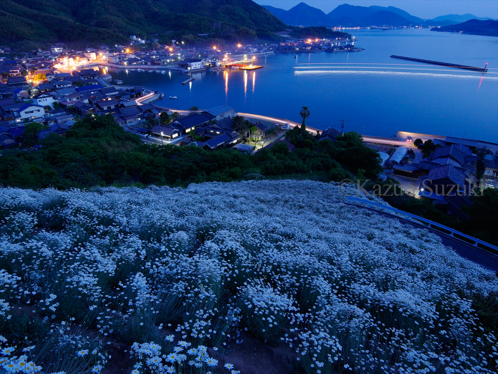 ジョチュウギク